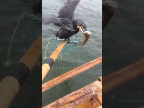 Fish fishing | Catching Fish | Hunting Fish From Hole Using Hook #00193