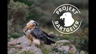 Bartgeier 2026: Webcam 1