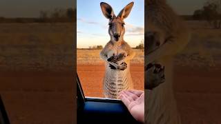 This mother kangaroo gave me her baby as....