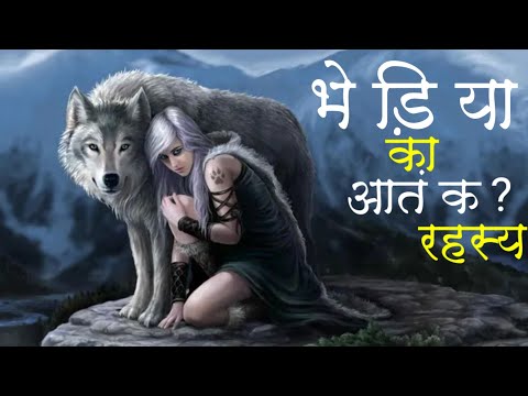 भेड़िया 🐺 का आतंक और रहस्य || क्या है सच्चाई ?