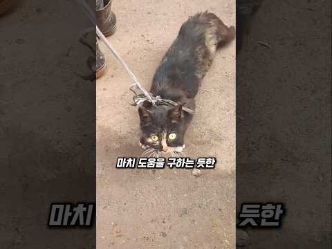 노인에게 끌려다니던 고양이를 구조한 남성