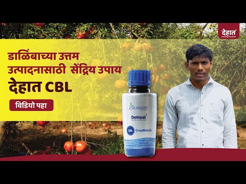 डाळिंब पिकासाठी सर्वोत्तम देहात CBL😀👈।उत्तम फळधारणेची हमी CBL। सेंद्रिय खत CBL #pomegranate #dehaat