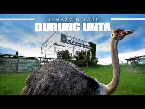 PETERNAKAN BURUNG PURBA TERBESAR DI DUNIA..!! EXCLUSIVE ANIMAL..!!