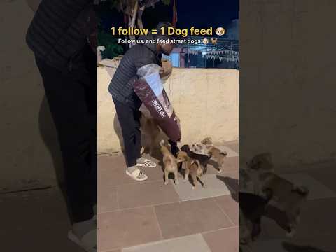 Once Again for All Street Dog ๐ถ Lovers