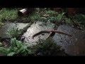 Worms: Nature's Hidden Engineers