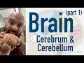 Brain Structure and Function Assessment