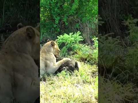 #wildanimals  #lions #attack #edit