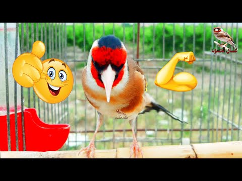 تدريب طائر الحسون على الغناء: تغريد الحسون الاقوى💪 لتعليم الفراخ