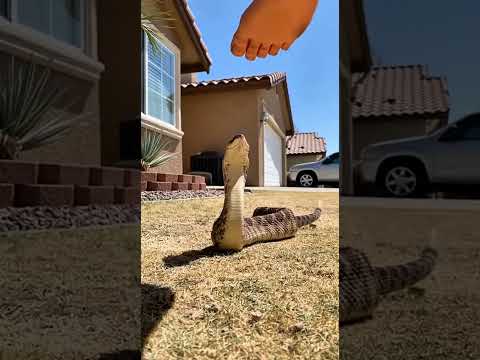 Rattlesnake vs Silicone Dummy Foot — Strike Breakdown