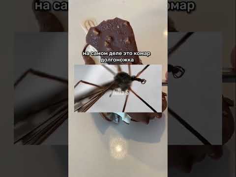 Не дави это насекомое! #shorts