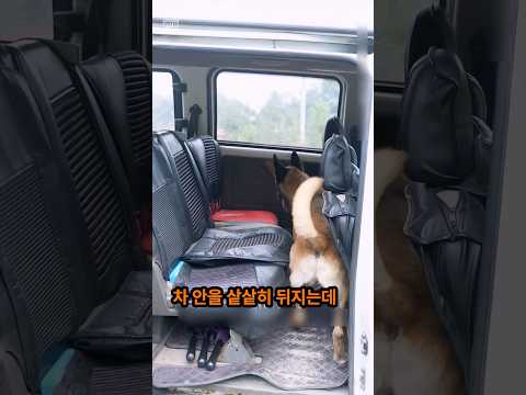 강아지납치 복덩이의위기