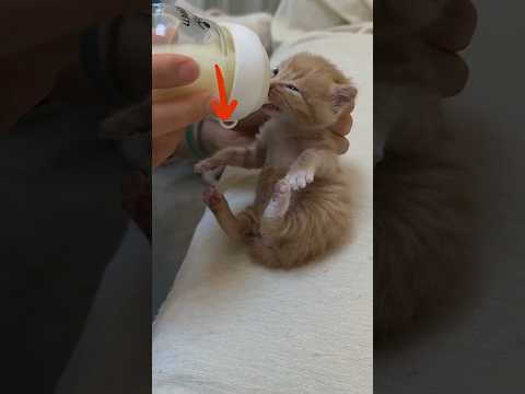I will take good care of you in the future #cat #pets #cute #animals #animal #kitten #rescue