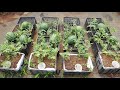 Organic Fertilizer Composition and Decomposition