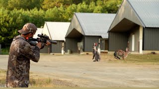 Granja De Pollos Infestada De Orejones 