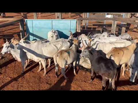 LOTE 05