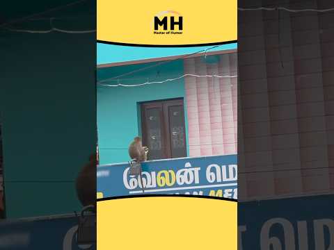 328 || Potato chips 🤣 #shortsfeed #animallovr #animaldub #monkey #@MasterofHumorMH #pet
