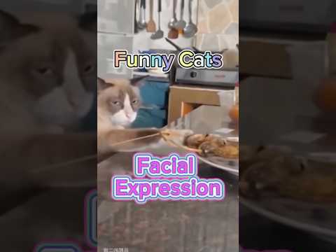 Lihat Reaksi Kucing Saat Mencuri! Tingkahnya Bikin Ngakak! #shorts