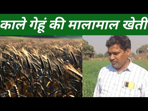 काले black wheat की मालामाल खेती, सुगर के मरीजों के फायदेमंद, पैदावार ज्यादा रेट ज्यादा।।