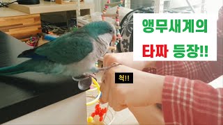 [앵아치 치즈 이야기] 앵무새계의 타짜 등장!!