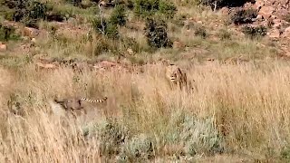 Male lion runs into a cheetah coalition
