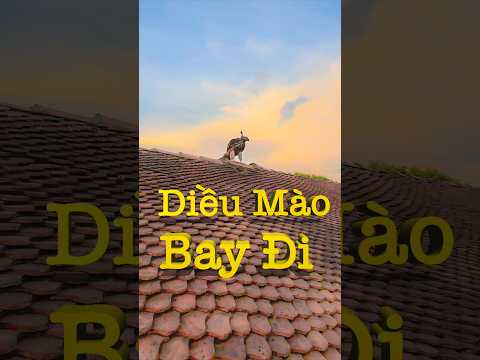 Diều Mào Bay Mất -Yêu Chim Cảnh