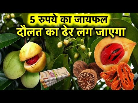 5 रुपये का ये जायफल खरा सोना है लाखों का फ़ायदा करवाता है जानकार आप फूले नहीं समाएँगे Nutmeg Benefit