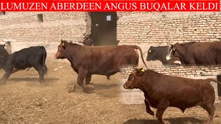LUMUZEN ABERDEEN ANGUS GEREFOD BUQALARI KELDI