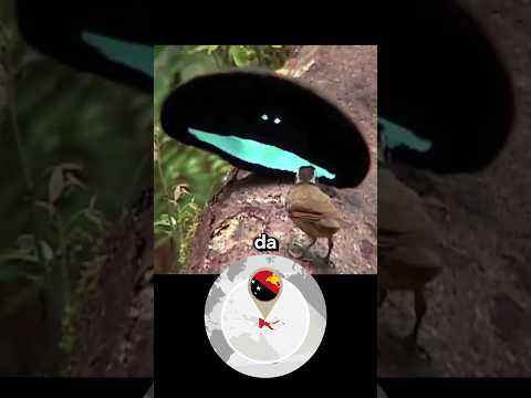 ESSA É A AVE MAIS ROMÂNTICA DA NATUREZA #avedoparaiso #animals #viral #shorts