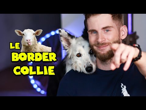 Le chien le plus intelligent: Le border Collie