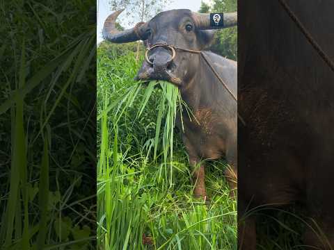 ঘাস খাওয়ার সময় ষাড় হঠাৎ করে কেন  থেমে যায়? 😱 #shorts