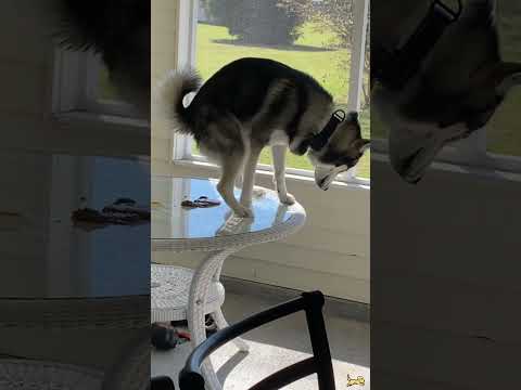 This is so funny, l couldn't stop laughing#funny#shorts#youtube#youtubeshorts