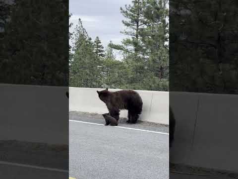 Mother bear tries to rescue baby bear cub stranded on wrong side of wall