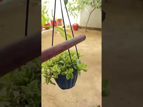 Aap kya karte ho kesi ko mat bato #garden #plants #greenplant #trending #shortsfeed