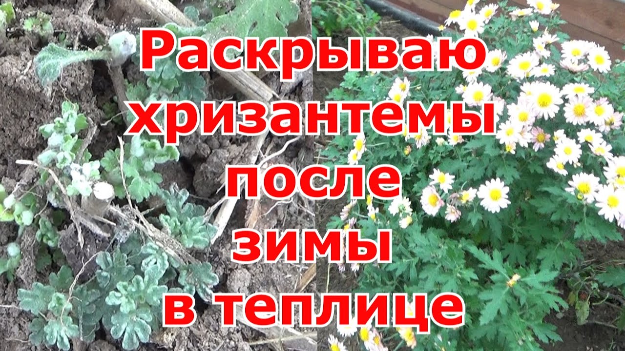 Раскрываю хризантемы прикопанные в теплице