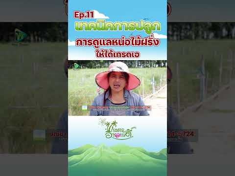 Ep11เทคนิคการปลูกการดูแลหน่อไม้ฝรั่งให้ได้เกรดเอเกษตรอารมณ์ด วินัย ไตรมาศ Ep11เทคนิคการปลูกการดูแลหน่อไม้ฝรั่งให้ได้เกรดเอเกษตรอารมณ์ด