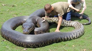 Handling the World’s Biggest Python | Incredible Wildlife Encounter