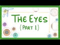 Understanding the Eye and Iris Reflex