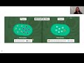 Energy Storage Molecules in Photosynthesis