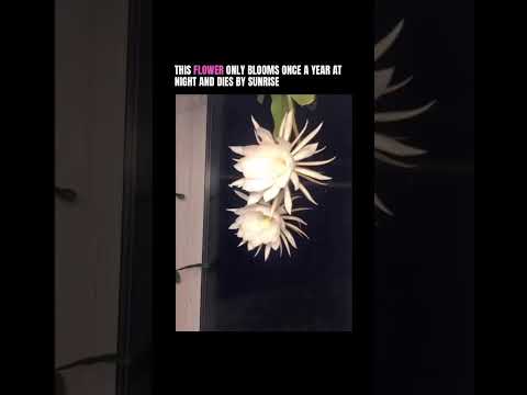 This flower blooms once a year #alternative #music #metalcore #rockmusic #shorts