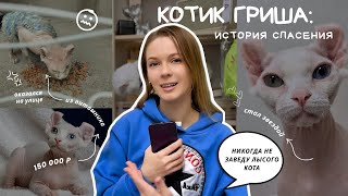 ИСТОРИЯ КОТИКА ГРИШИ: КУПИЛИ ЗА 150 ТЫСЯЧ И ВЫКИНУЛИ🤯🤬