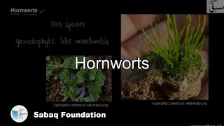 Hornworts