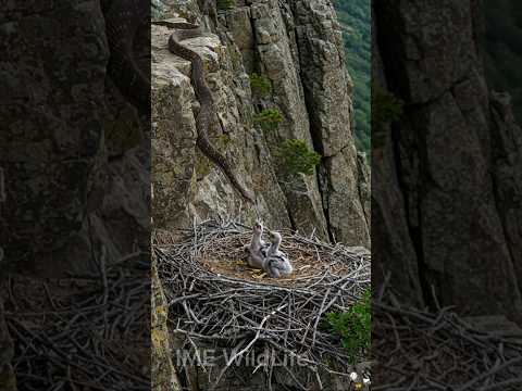 Watch how this Eagle Saved Her Chicks from a Snake.