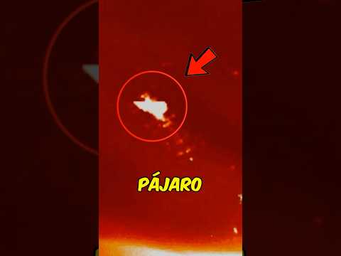 El pájaro de Dios💀 #dios #ziz #terror #shorts