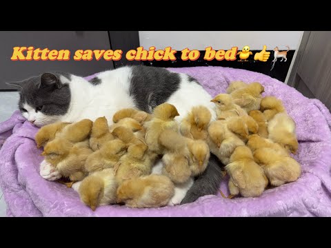 The kitten tried hard to save the chick, and then slept together.  cute animal videos?Cat chick