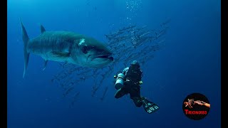 BARRACUDA GIGANTE – La Barracuda mas Grande del mundo. Barracudas Atacando