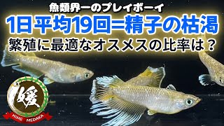 繁殖に最適なオスメスの割合は？1日平均19回の産卵行動による精子の枯渇と受精率の低下について【媛めだか】