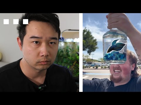 Fishkeeper reacts to Hennessy bottle Betta Fish Tank | Fish Tank Review 312