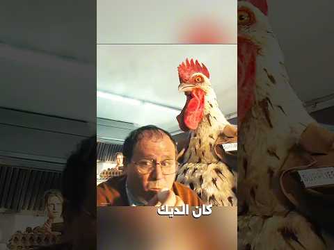 الدجاج فقط هو من يحكم في هذا البلد🐔 #shorts #viralvideo