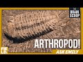 Exploring the Carboniferous Forest and Museum Insights