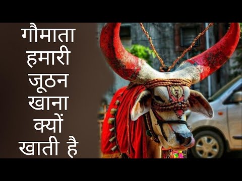 गौ माता जूठा खाना क्यों खाती है ? Why does the cow eat leftover food? #shorts #dailyfacts